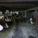 Loescher *