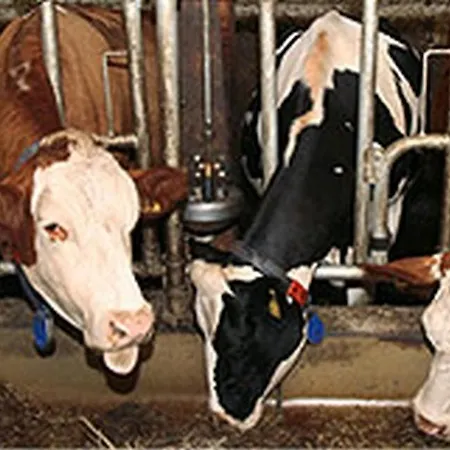 Loescher Lägenhet *