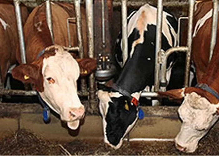 Loescher Apartament *